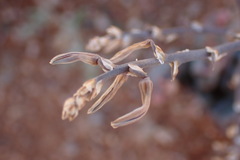 Trachyandra tortilis