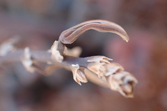 Trachyandra tortilis