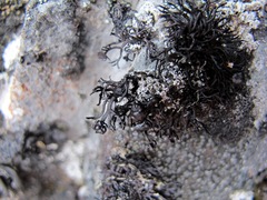 Cornicularia normoerica