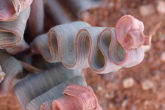 Trachyandra tortilis