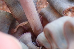 Trachyandra tortilis