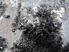 Cornicularia normoerica