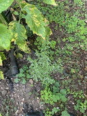 Satureja hortensis