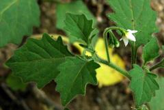 Solanum retroflexum image