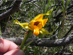 Chloraea alpina
