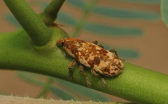 Hypolixus