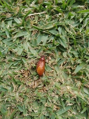 Cebrio