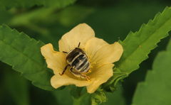 Pseudapis oxybeloides
