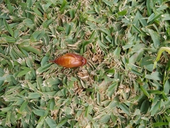 Cebrio