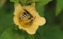 Pseudapis oxybeloides