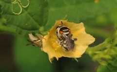 Pseudapis oxybeloides