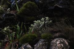 Helichrysum fruticans