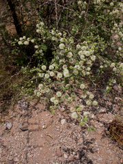 Mimosa aculeaticarpa biuncifera