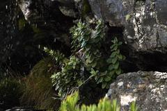 Helichrysum fruticans