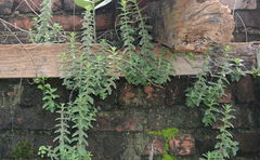 Andrographis echioides
