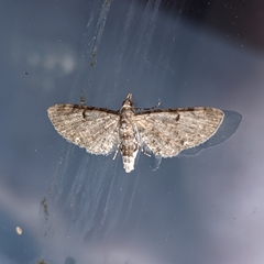 Eupithecia miserulata