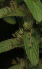 Andrographis echioides