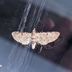 Eupithecia miserulata