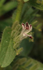 Andrographis echioides