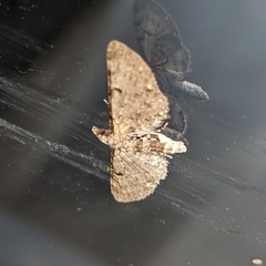 Eupithecia miserulata