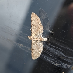 Eupithecia miserulata