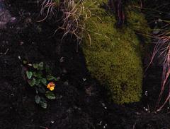 Hermas capitata