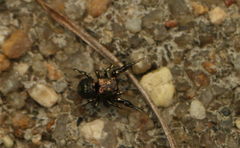 Harmochirus exaggeratus