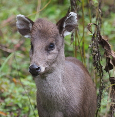 Elaphodus cephalophus