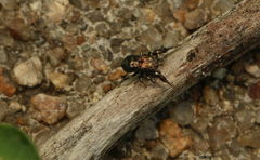 Harmochirus exaggeratus