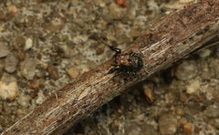 Harmochirus exaggeratus