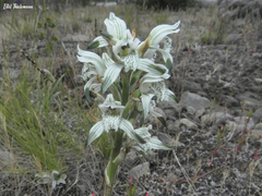 Chloraea lechleri