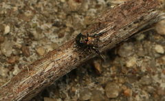 Harmochirus exaggeratus