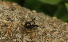 Harmochirus exaggeratus