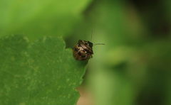 Spermatodes variolosus