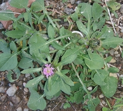 Centaurea pullata
