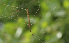 Eugubinus reticolus