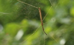 Eugubinus reticolus
