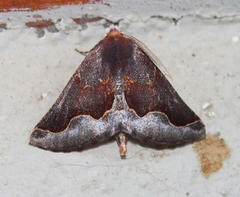 Drepanogynis ectoglauca