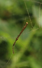 Eugubinus reticolus
