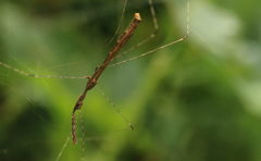 Eugubinus reticolus