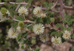 Mimosa aculeaticarpa biuncifera