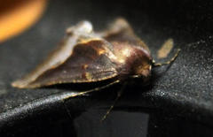 Drepanogynis ectoglauca