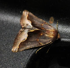 Drepanogynis ectoglauca