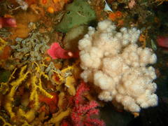 Eunephthya thyrsoidea