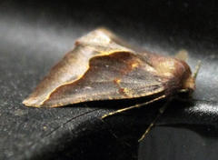 Drepanogynis ectoglauca