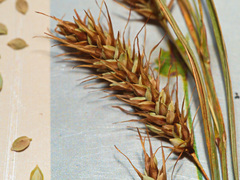 Carex paleacea