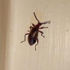 Cerogria quadrimaculata