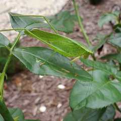 Insecta