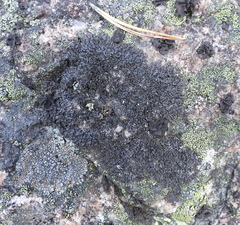 Montanelia sorediata