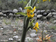 Chloraea galeata
